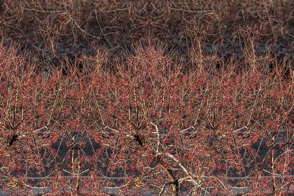 Bando de macieira selvagem com pequenas maçãs vermelhas brilhantes e sem folhagem está em um parque no outono — Fotografia de Stock