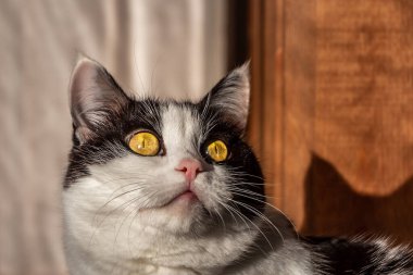 Bej arka planda büyük sarı gözleri ile güzel bir yetişkin genç siyah beyaz kedi bir portre