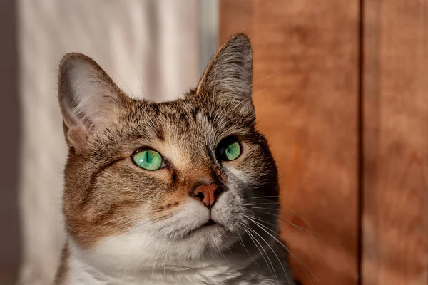 Tlama krásné dospělé mladé tabby kočka se zelenýma očima a hnědý samet mokrý nos je na žlutém pozadí — Stock fotografie