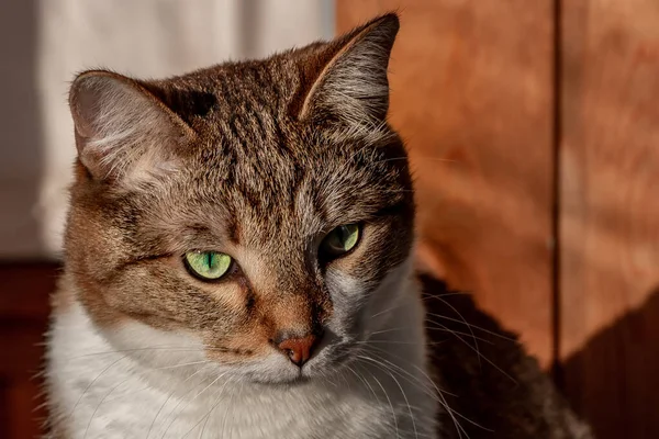Tlama krásné dospělé mladé tabby kočka se zelenýma očima a hnědý samet mokrý nos je na žlutém pozadí — Stock fotografie