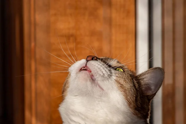 Bonito adulto jovem branco e vermelho gato com boca aberta está olhando para cima no fundo bege — Fotografia de Stock
