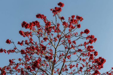 Sonbaharda mavi gökyüzü arka planında yapraksız parlak kırmızı olgun kızılcık üzümü sürüsü.