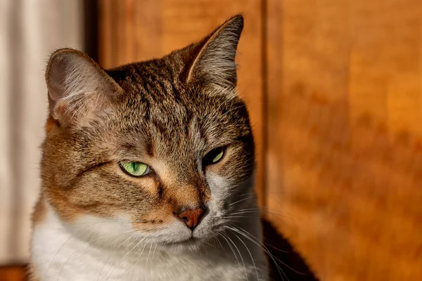 Tlama krásné dospělé mladé tabby kočka se zelenýma očima a hnědý samet mokrý nos je na žlutém pozadí — Stock fotografie