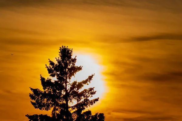 Beautiful horizontal texture of a orange and yellow sky with bright white sun and a black silhouette of a fir tree and a bird is on the sunset — Stock Photo, Image