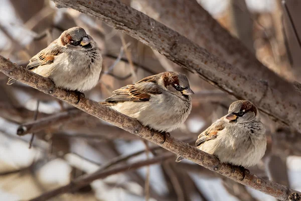 Gruppe von drei Spatzen sitzt im Winter auf dem braunen Ast eines Baumes im Park — Stockfoto