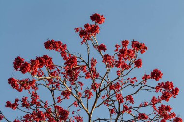 Sonbaharda mavi gökyüzü arka planında yapraksız parlak kırmızı olgun kızılcık üzümü sürüsü.