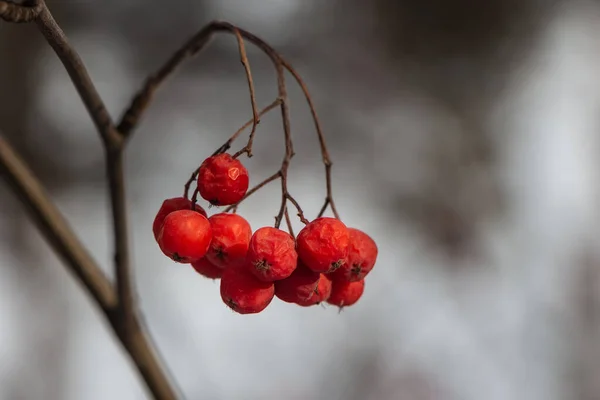 秋天，一丛簇鲜红成熟的无叶山莓在灰色的背景下生长 — 图库照片