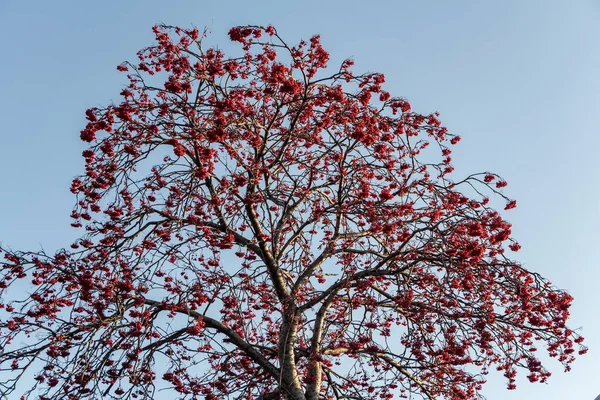 Bando de bagas rowan maduras vermelhas brilhantes sem folhagem no fundo do céu azul no outono — Fotografia de Stock