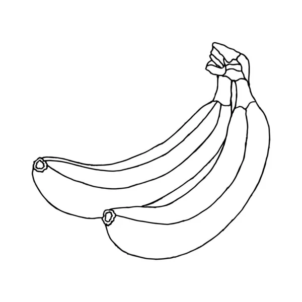 Dua pisang indah terisolasi di latar belakang putih. Ilustrasi untuk buku mewarnai - Stok Vektor