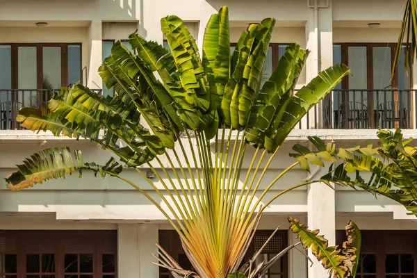 Güzel Ravenala madagascariensis Yazın bahçesinde büyük yeşil yapraklar