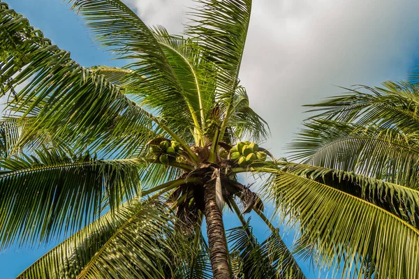 Beautiful Cocos nucifera palm with a group of coconuts is on the blue sky background — Stock Photo, Image