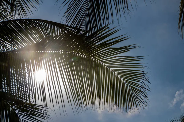 Beautiful big Cocos nucifera palm leaves are on the blue sky with white clouds background — Stock Photo, Image