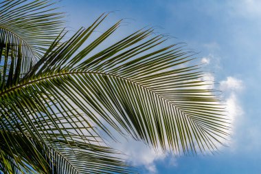 Güzel büyük Cocos nucifera palmiyesi yaprakları mavi gökyüzünde beyaz bulutların arkasında
