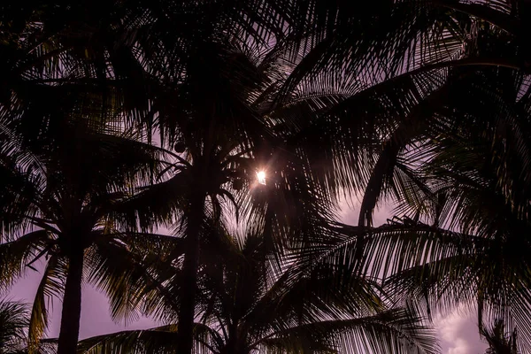 ココナッツのグループと美しいココスnuciferaヤシはピンクの夕焼け空の背景にあります — ストック写真