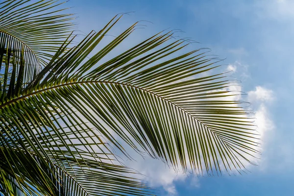 Beautiful big Cocos nucifera palm leaves are on the blue sky with white clouds background — Stock Photo, Image