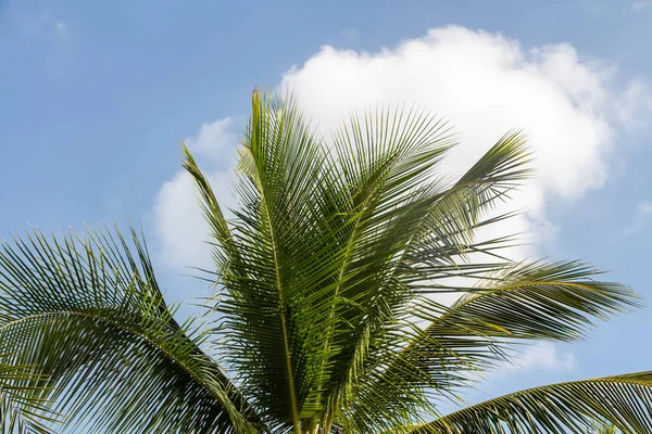 Beautiful big Cocos nucifera palm leaves are on the blue sky with white clouds background — Stock Photo, Image