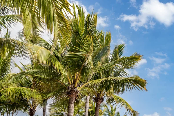 Beautiful big Cocos nucifera palm leaves are on the blue sky with white clouds background — Stock Photo, Image