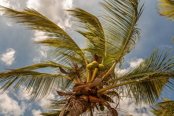 Beautiful big Cocos nucifera palm leaves are on the blue sky with white clouds background — Stock Photo, Image