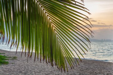 Büyük bir Cocos nucifera palmiye yaprağı plajda turuncu gündoğumu gökyüzü arka planında