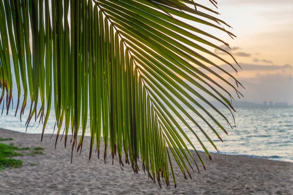 大きなココスの木の葉がビーチにありますオレンジ色の日の出の空の背景 — ストック写真