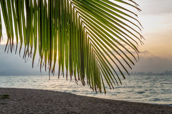 A big Cocos nucifera palm leaf is on the beach orange sunrise sky background — Stock Photo, Image