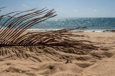 Güzel, kuru, kahverengi Cocos Nucifera palmiye yaprağı vahşi sarı yalnızlık ve ıssız, mavi okyanus kıyısında ıssız bir plajda.
