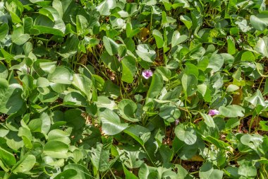 Fotoğrafta güzel desen yeşil ve turuncu bitki Ipomoea pes-caprae veya pembe çiçekli prota yer alıyor.