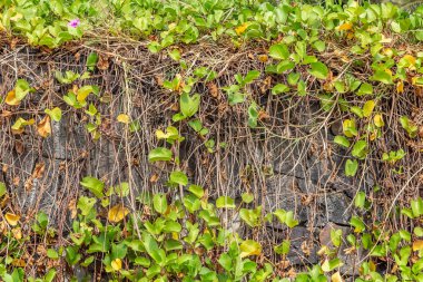 Fotoğrafta turuncu taştan yapılmış delikleri ve yeşil ve turuncu bitkileri olan güzel desenli Ipomoea pes-caprae veya prota var.