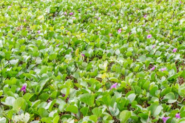 Fotoğrafta güzel desen yeşil ve turuncu bitki Ipomoea pes-caprae veya pembe çiçekli prota yer alıyor.