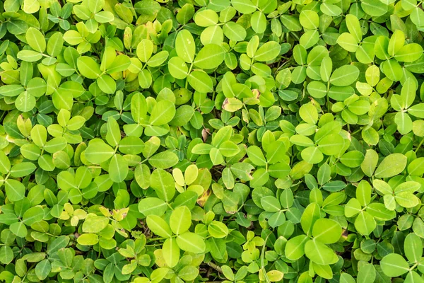 Hermosa textura planta verde maní o Arachis hipogaea con hojas pequeñas está en la foto — Foto de Stock