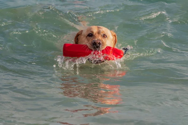 Ağzında kırmızı bir oyuncak olan büyük beyaz köpek labrador yazın mavi denizde su kırıcılarla yüzüyor. — Stok fotoğraf