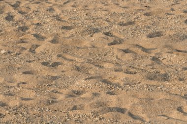 Fotoğrafta dalgalı ve kabuklu sarı kumların güzel yatay dokusu var.