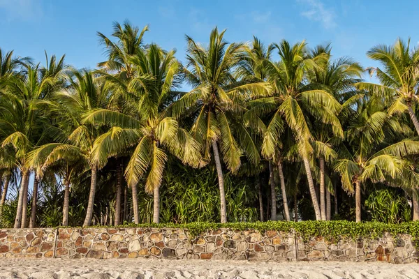 Group of beautiful big Cocos nucifera palms is on the yellow beach and blue sky background