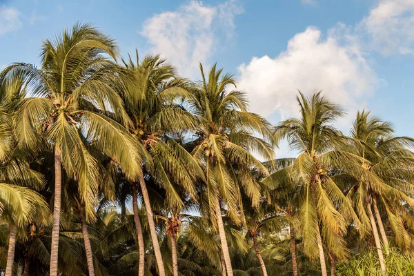 Group of beautiful big Cocos nucifera palms is on the yellow beach and blue sky background — Stock Photo, Image