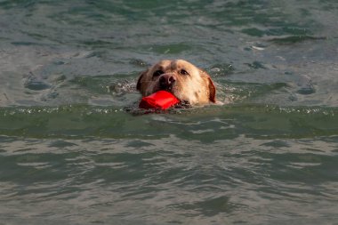 Ağzında kırmızı bir oyuncak olan büyük beyaz köpek labrador yazın mavi denizde su kırıcılarla yüzüyor.