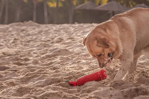 Beautiful big white wet dog labrador is playing with a red toy on the sandy beach in summer — Stock Photo, Image