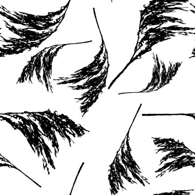 Pofuduk Phragmites australis kamış tohumu başlıklı grup siyah dallarının kusursuz deseni beyaz arka planda izole edilmiş.