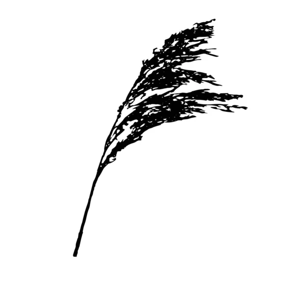 Illustration vectorielle d'une branche noire de Phragmites australis pelucheux tête de graine de canne isolé sur un fond blanc — Image vectorielle