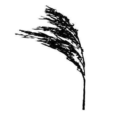 Beyaz arka planda izole edilmiş kabarık Phragmites australis baston başı siyah dallarının vektör çizimi