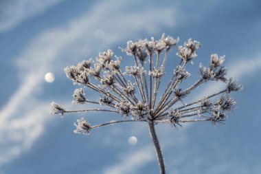 Heracleum sphondylium 'un karlı dalları kışın mavi arka planda bir parktadır.
