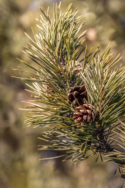 Dennenboom met rietstengel en kegels is voor kerstversiering in de winter. Verticaal — Stockfoto