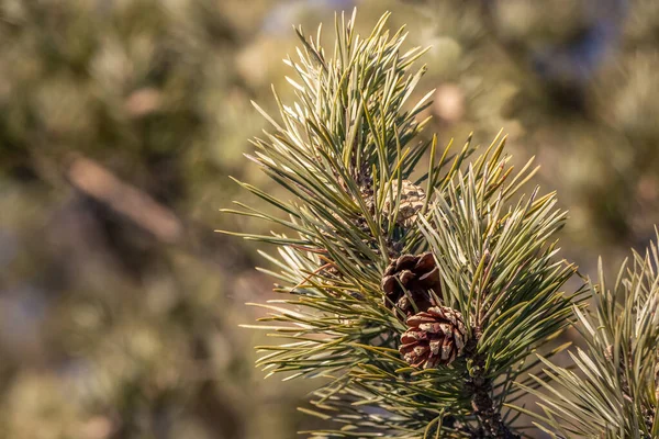 Pine branch with hoarfrost and cones is for Christmas decoration in winter — Stock Photo, Image