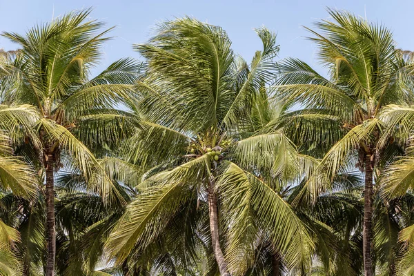 Group of beautiful big Cocos nucifera palms is on the yellow beach and blue sky background