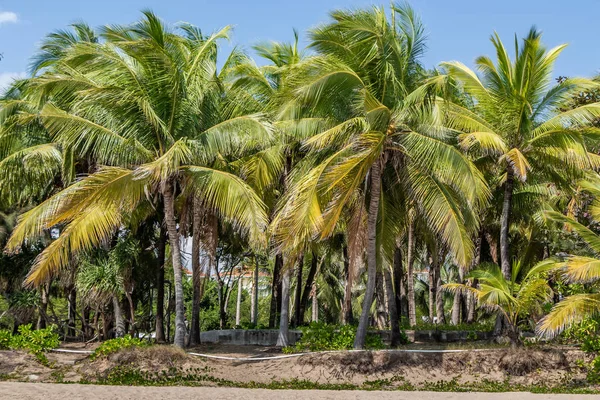 Group of beautiful big Cocos nucifera palms is on the yellow beach and blue sky background — Stock Photo, Image
