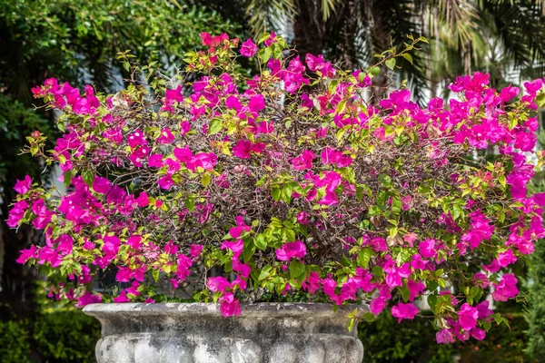 Flores vermelhas Bougainvillea com folhas verdes cresce em um vaso de pedra cinza grande bonito em um jardim no verão — Fotografia de Stock