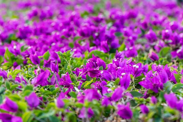 Flores violetas Bougainvillea com folhas verdes cresce em um jardim — Fotografia de Stock