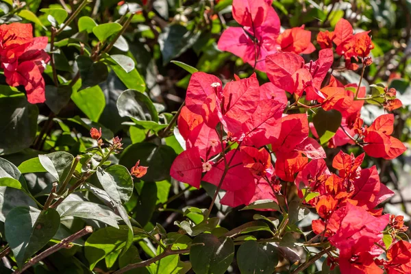 Flores violetas Bougainvillea com folhas verdes cresce em um jardim — Fotografia de Stock