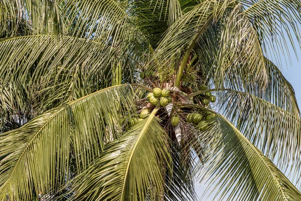 Güzel büyük Cocos nucifera palmiyesi yaprakları mavi gökyüzünde beyaz bulutların arkasında — Stok fotoğraf