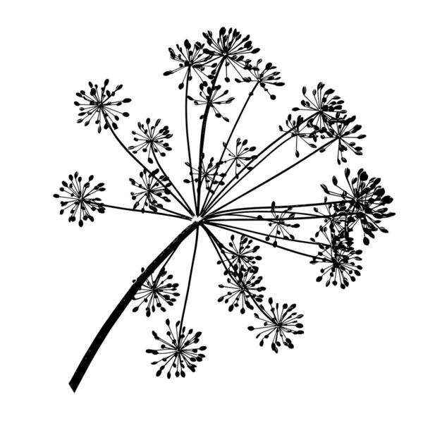 Beyaz arkaplandaki bir siyah dereotu tohumunun vektör çizimi