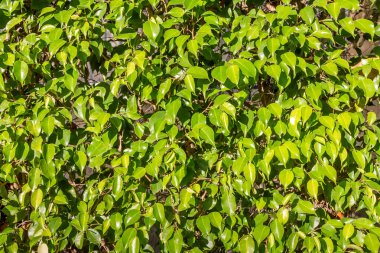 Ficus benjamina çalılarının yeşil ve sarı dokusunu fotoğrafta görüyoruz.